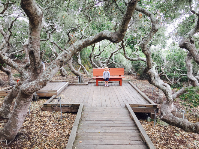 Two In Tow & On The Go_ Elfin Forest Los Osos 2