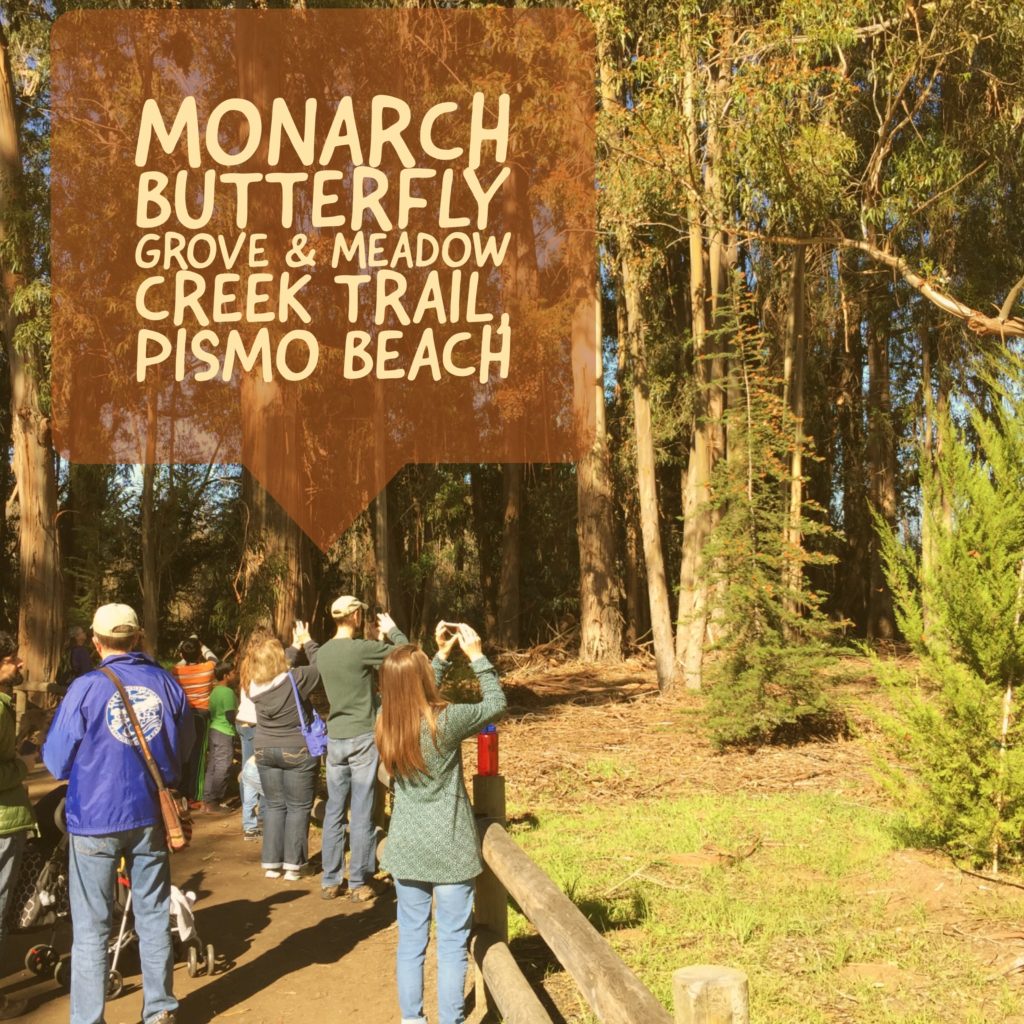 Monarch Butterfly Grove Pismo Beach California