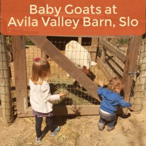 Avila Valley Barn Baby Goats