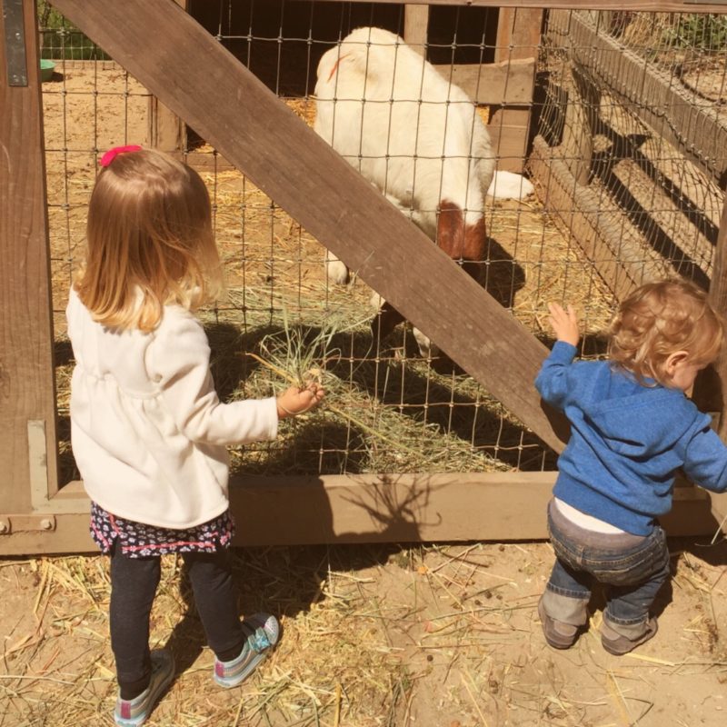 Avila Valley Barn Baby Goats