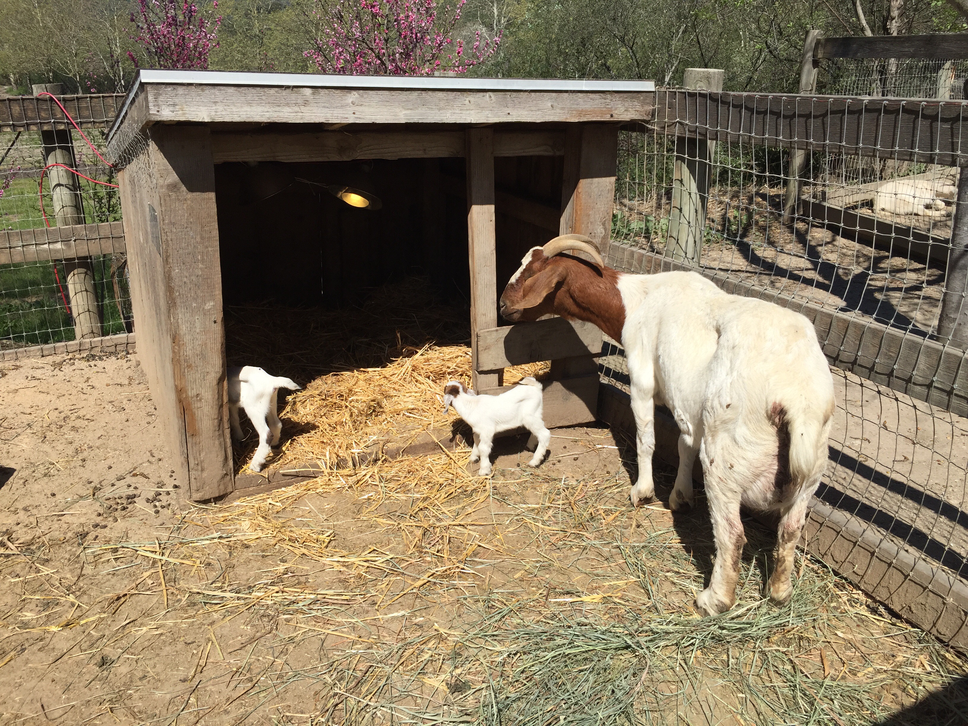 Two newborn baby goats pictured with their mother at Avila Valley Barn in San Luis Obispo California.