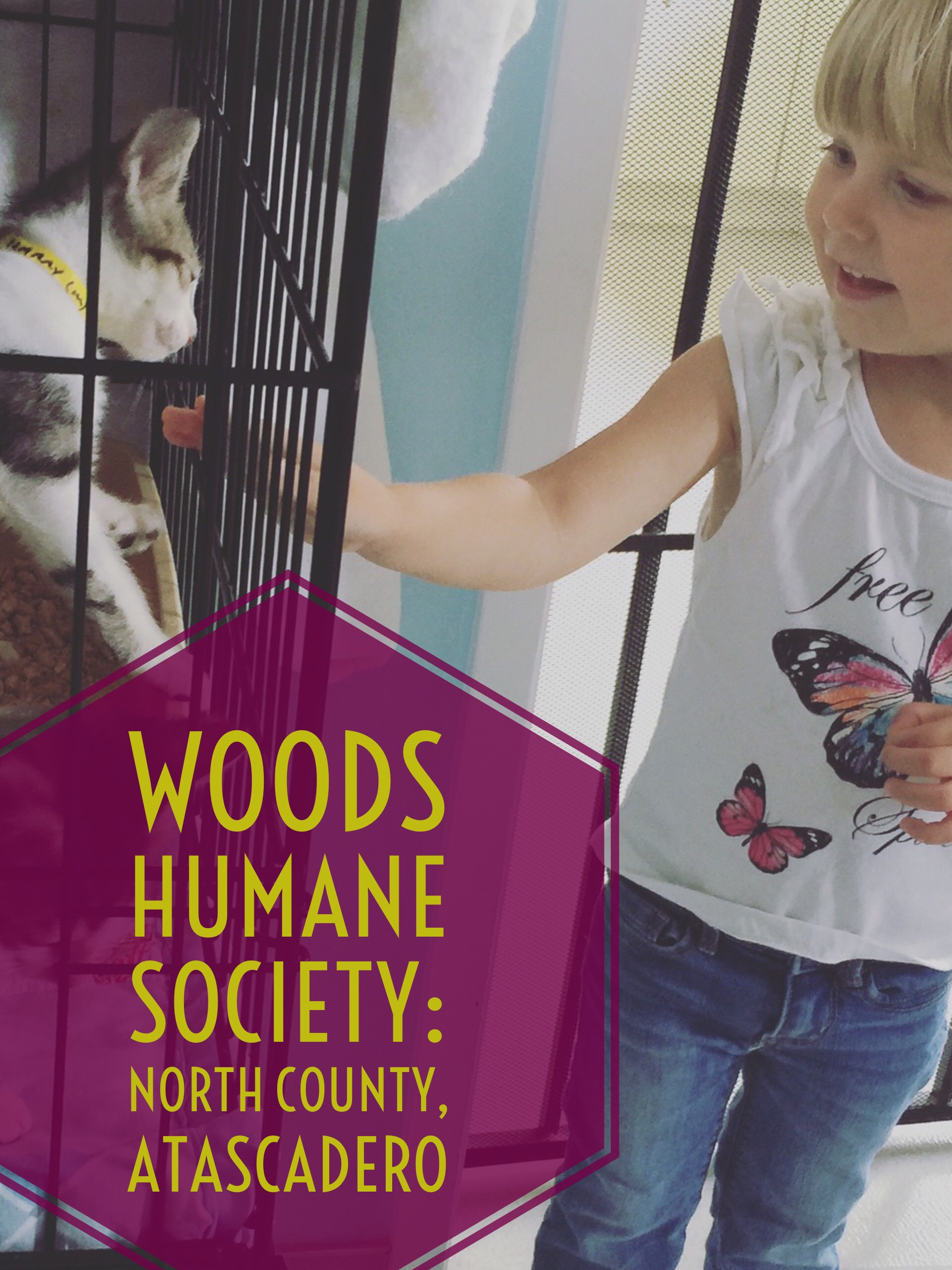 Blog post about petting the cats at Woods Humane Society, North County Campus in Atascadero California. From the mommy blog Two In Tow & On The Go.