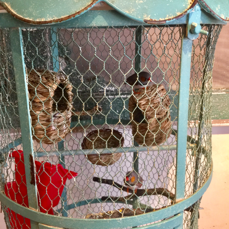 Finches at Sole Tree in Paso Robles California