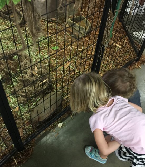 Armadillos in the Hall of Bugs, Slugs and Spiders at the California Mid State Fair