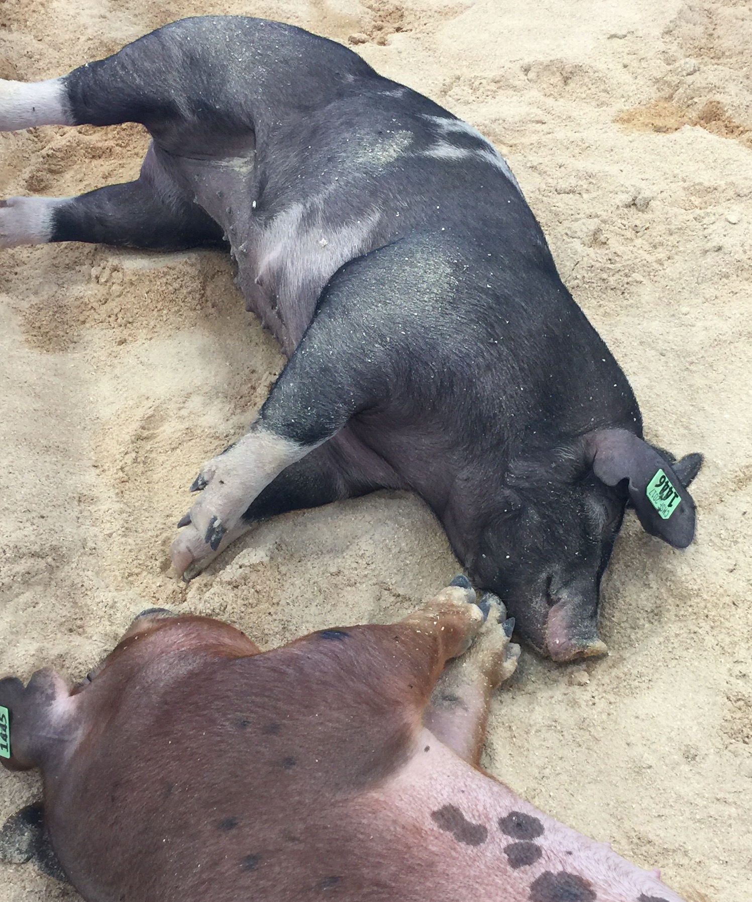 Pigs in the new Paso Robles Pavilion at the California Mid State Fair