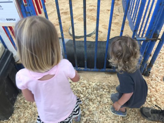 Pigs in the new Paso Robles Pavilion at the California Mid State Fair