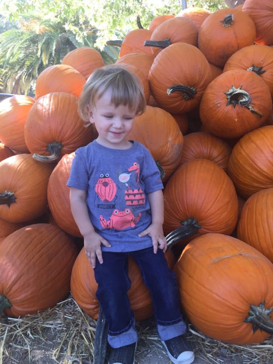 Pumpkins at Avila Valley Barn in SLO