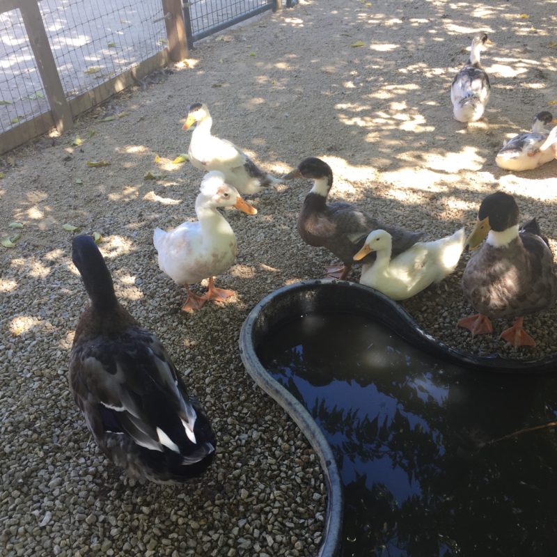 Jack Creek Farms Paso Robles ducks