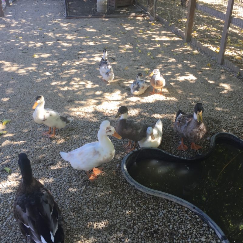 Jack Creek Farms Paso Robles ducks