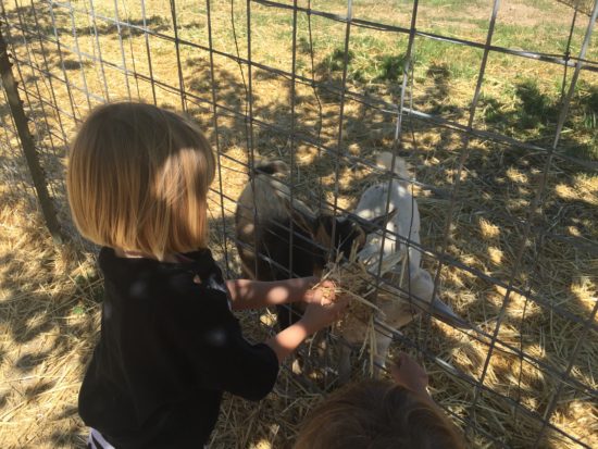 Jack Creek Farms Paso Robles goats