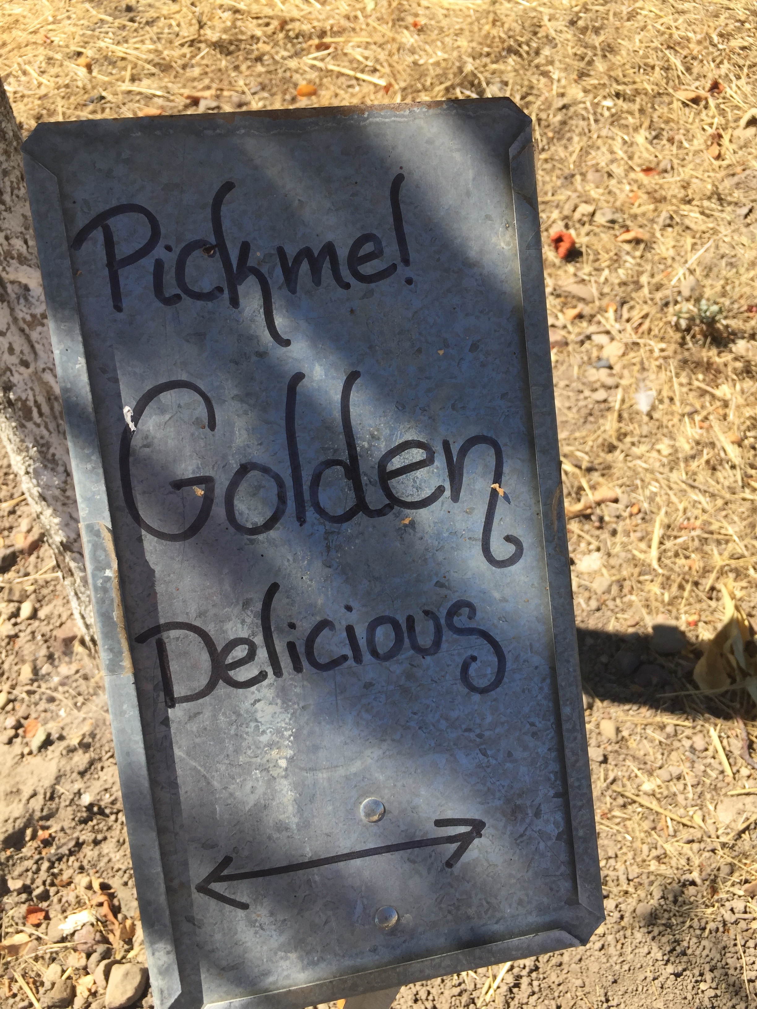 Jack Creek Farms Paso Robles apple picking sign