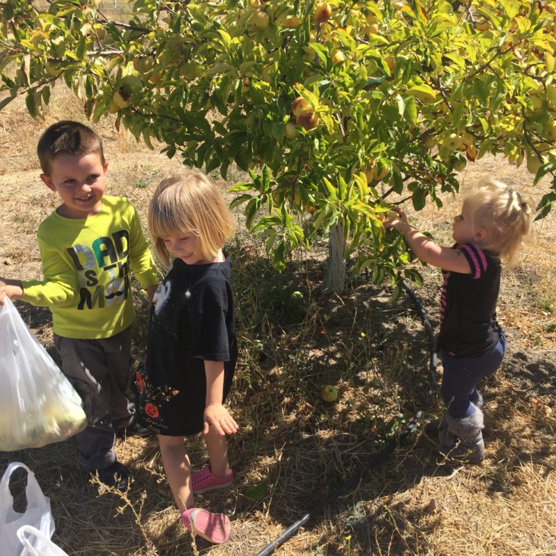 Jack Creek Farms Paso Robles apple picking kids