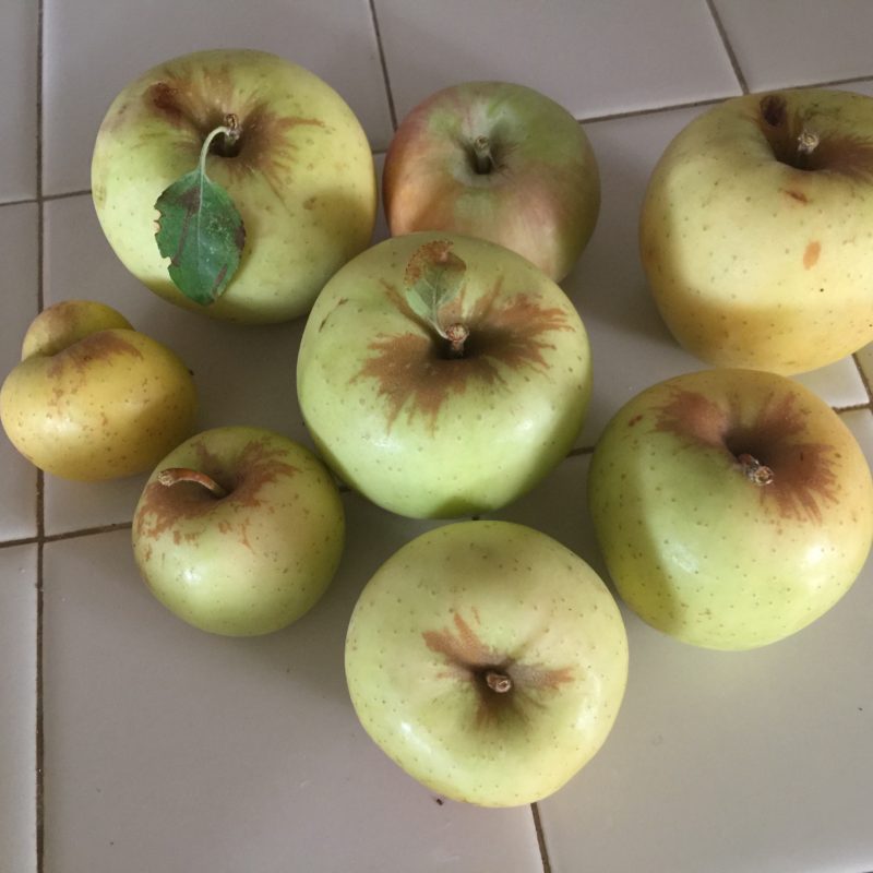Jack Creek Farms Paso Robles Apple Picking apple hoard
