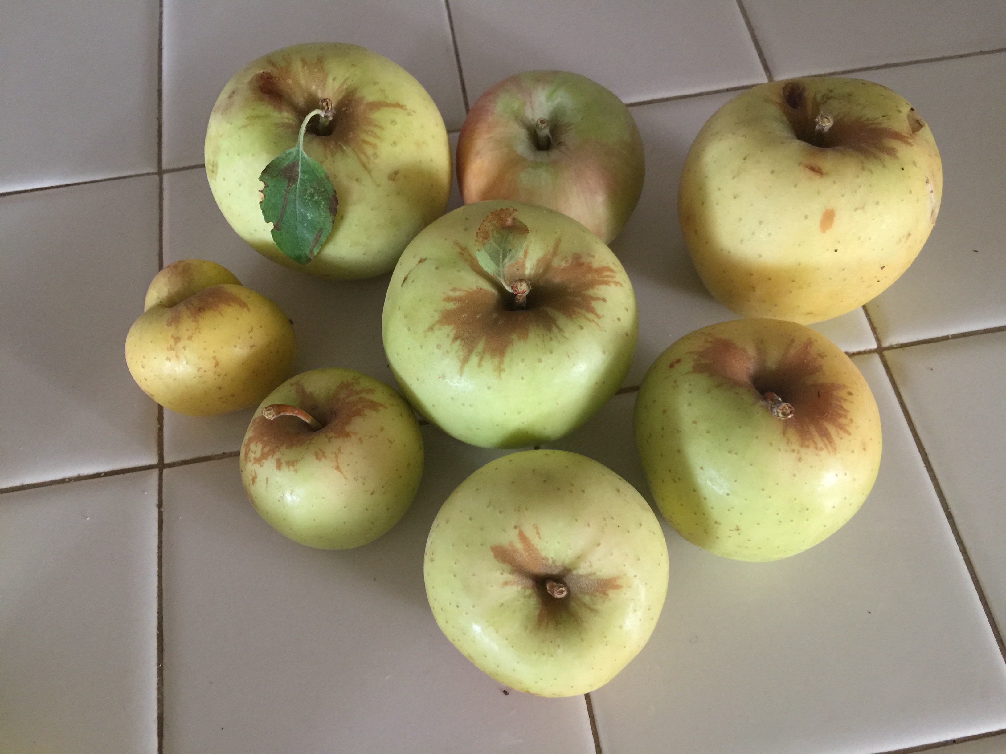 Jack Creek Farms Paso Robles Apple Picking apple hoard