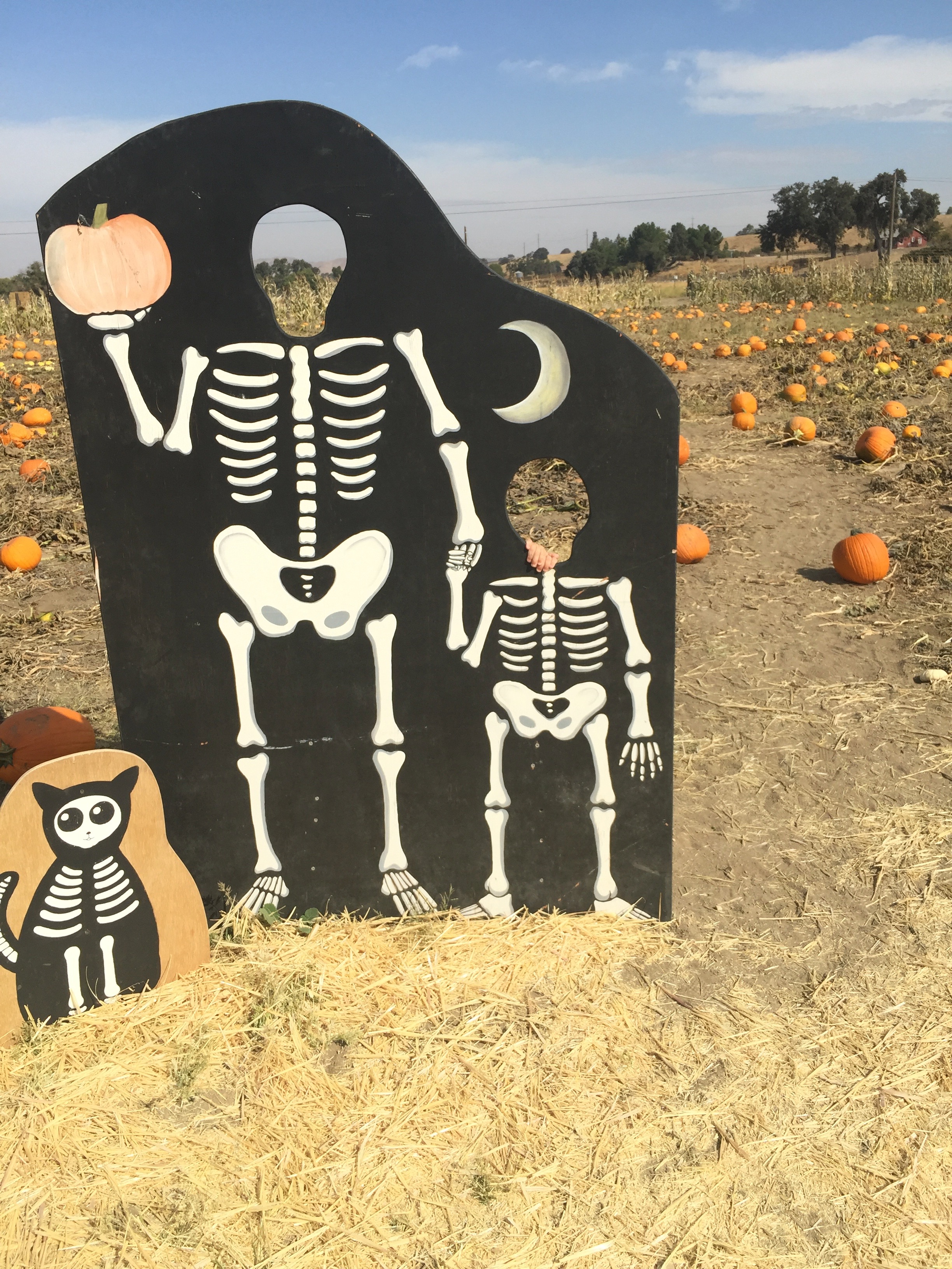 River K Pumpkin Patch Paso Robles skeleton cutouts