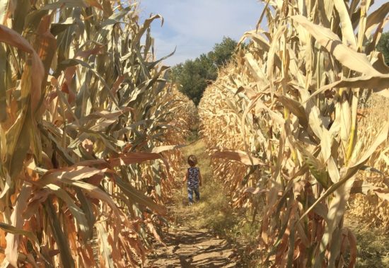 River K Pumpkin Patch Paso Robles corn maze