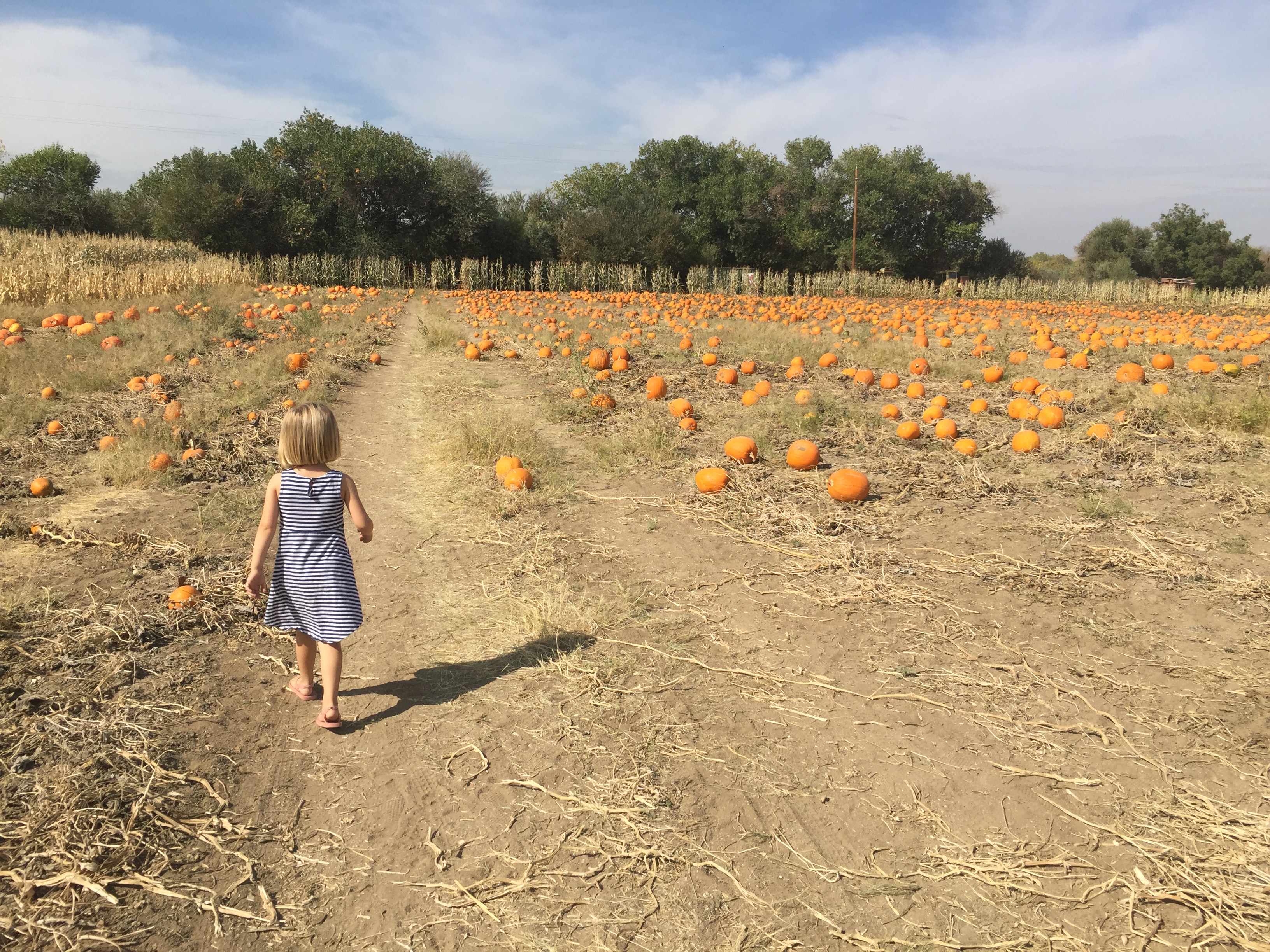 River K Pumpkin Patch Paso Robles field toddler