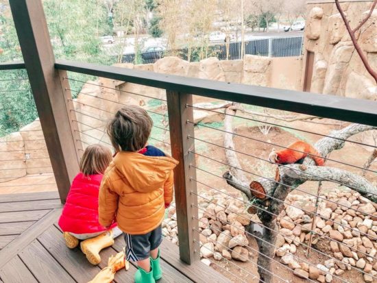 New Red Panda Exhibit Opens at Atascadero's Charles Paddock Zoo _2