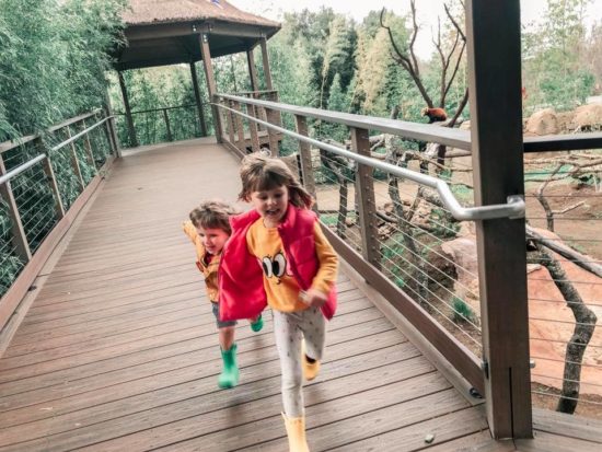 New Red Panda Exhibit Opens at Atascadero's Charles Paddock Zoo _1