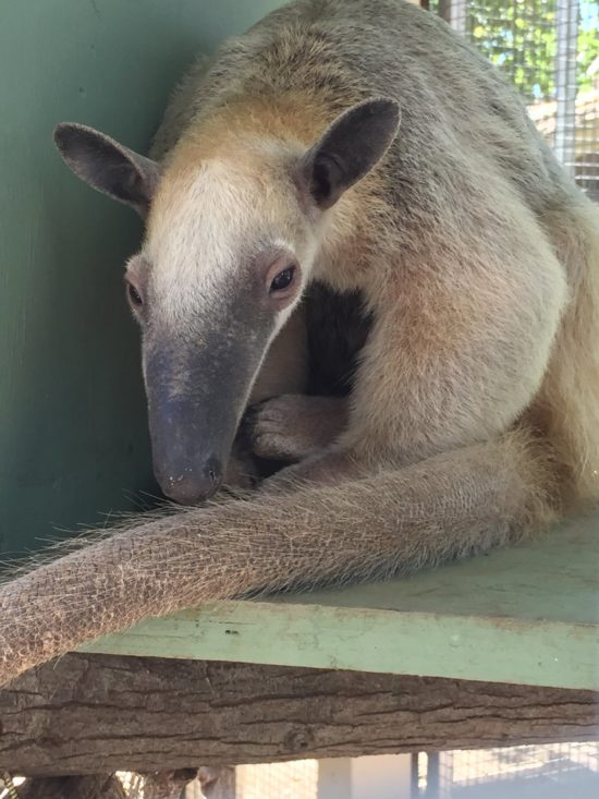 Brown and furry anteater with long nose and sweet eyes