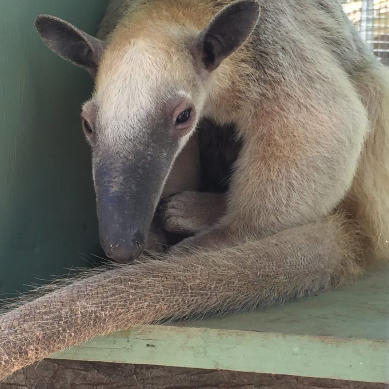 Brown and furry anteater with long nose and sweet eyes