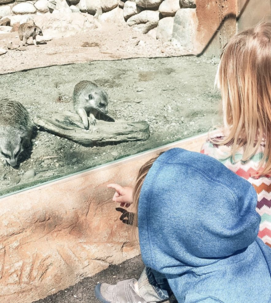 Atascadero Zoo Meerkats