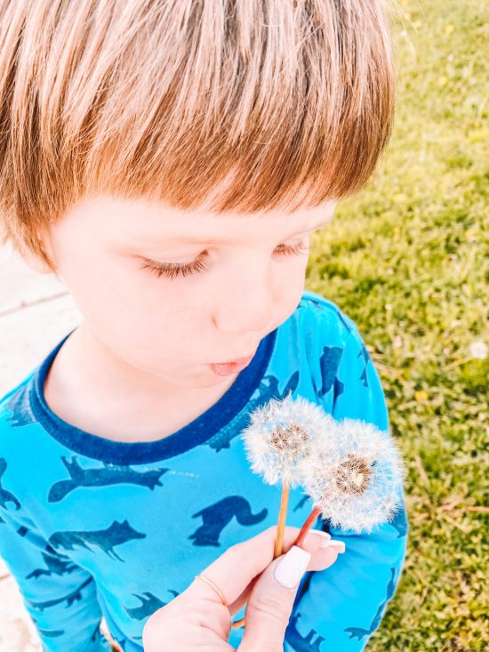 Little boy blowing dandilions