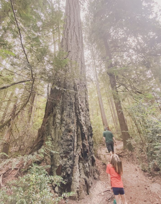 Nature trail with big tree