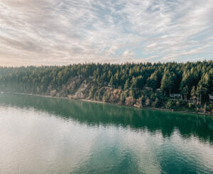 trees and water