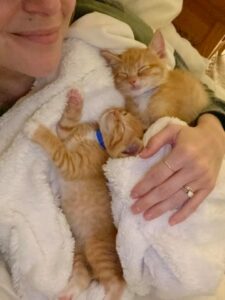 two orange tabby kittens, in a white blanket on a person